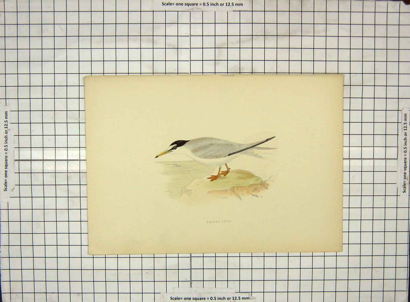 Original Old Antique Print Morris 1903 Hand Coloured Bird Lesser Tern 20th