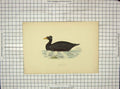 Original Old Antique Print Morris 1903 Hand Coloured Bird Surf Scoter 20th