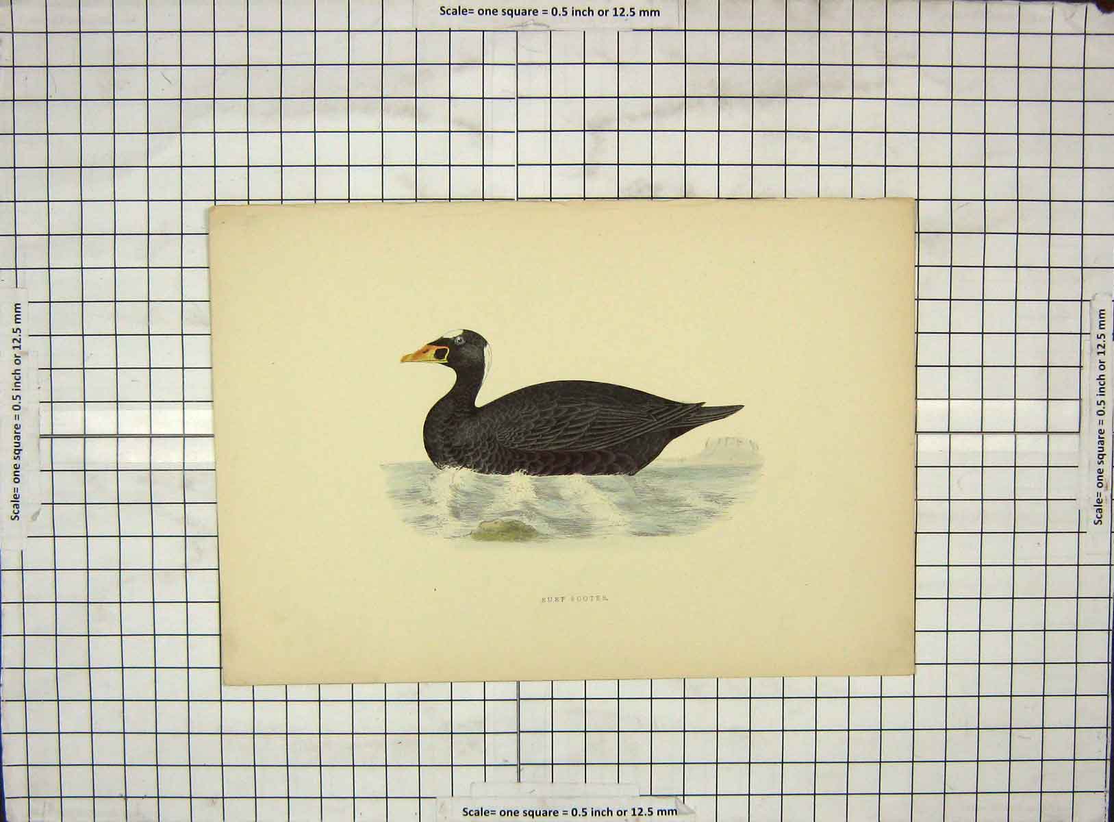 Original Old Antique Print Morris 1903 Hand Coloured Bird Surf Scoter 20th