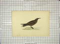 Original Old Antique Print Morris 1903 Hand Coloured Bird Noddy Ornithology