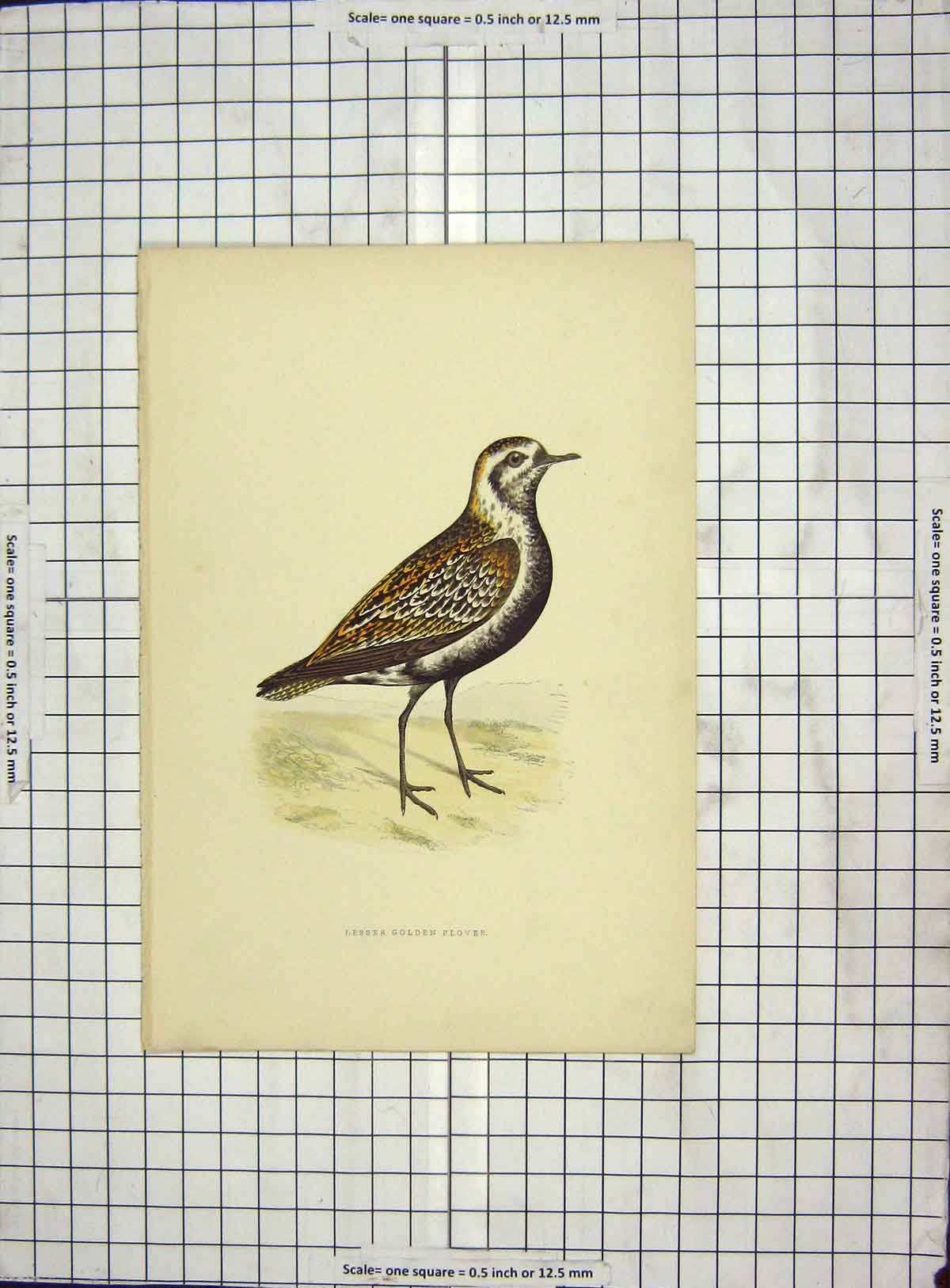 Original Old Antique Print 1903 Hand Coloured Bird Lesser Gen Plover 20th