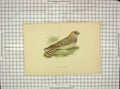 Original Old Antique Print Morris 1903 Hand Coloured Bird Egyptian Nightjar