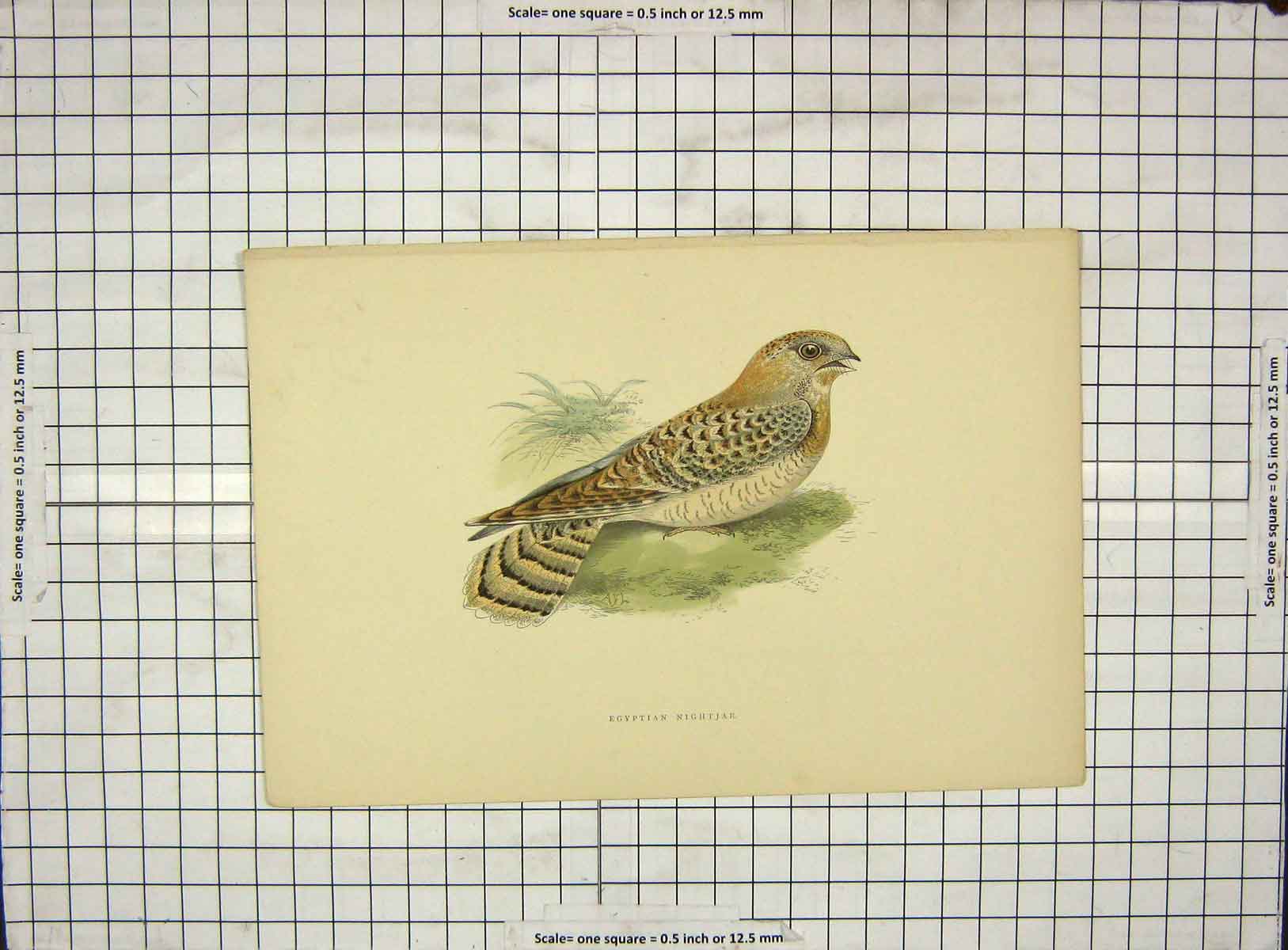 Original Old Antique Print Morris 1903 Hand Coloured Bird Egyptian Nightjar