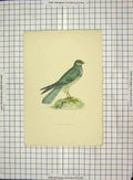 Original Old Antique Print Morris 1903 Hand Coloured Bird Montagu Harrier 20th