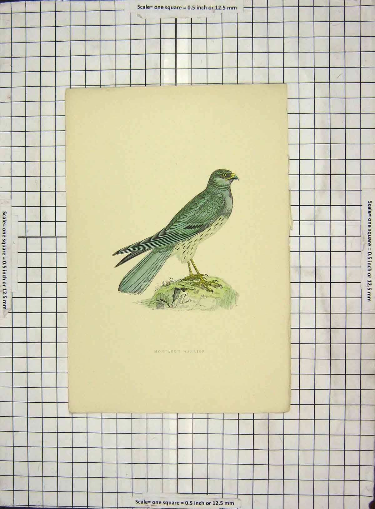 Original Old Antique Print Morris 1903 Hand Coloured Bird Montagu Harrier 20th