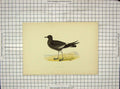 Original Old Antique Print Morris 1903 Hand Coloured Bird Wilson'S Petrel 20th