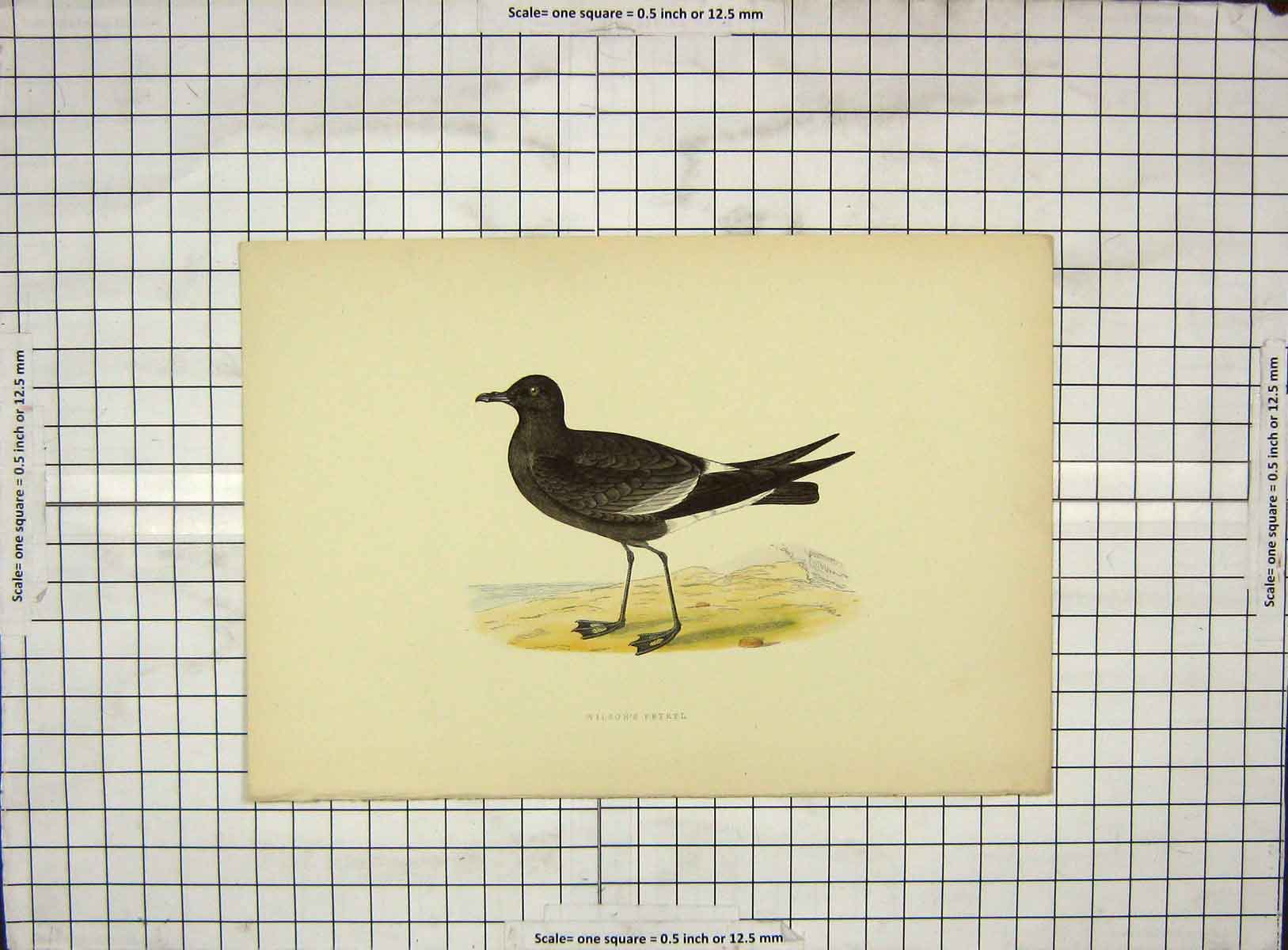 Original Old Antique Print Morris 1903 Hand Coloured Bird Wilson'S Petrel 20th