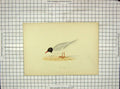 Original Old Antique Print Ref.76 Morris 1903 Hand Coloured Bird Little Gull