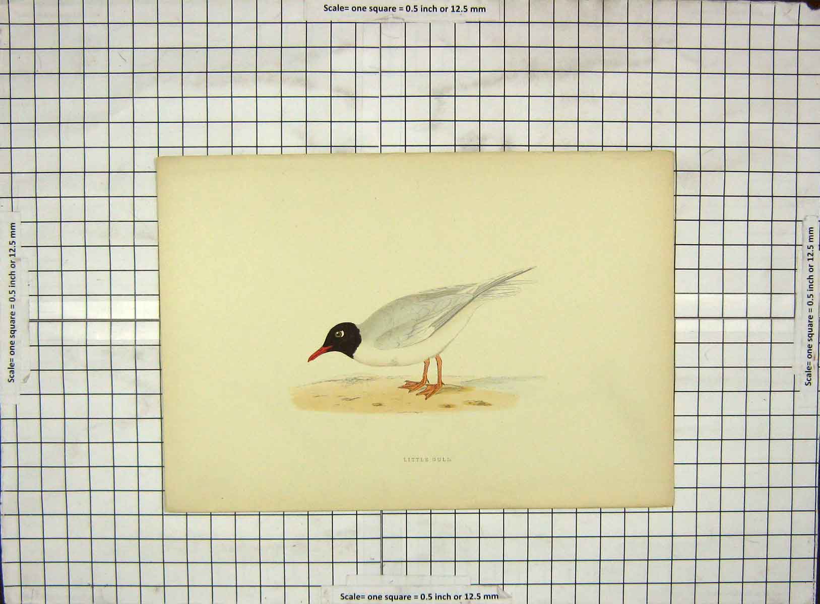 Original Old Antique Print Ref.76 Morris 1903 Hand Coloured Bird Little Gull