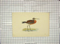 Original Old Antique Print 1903 Hand Coloured Bird Black-Tailed Godwit 20th