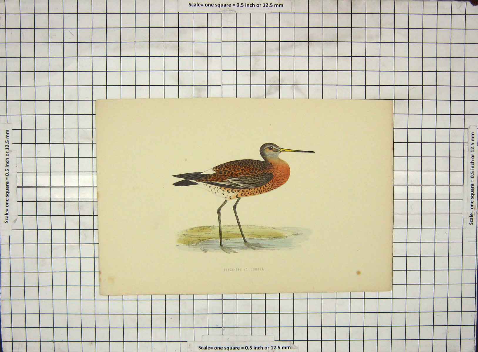 Original Old Antique Print 1903 Hand Coloured Bird Black-Tailed Godwit 20th