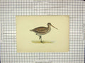 Original Old Antique Print Ref.77 Morris 1903 Hand Coloured Bird Sabine'S Snipe