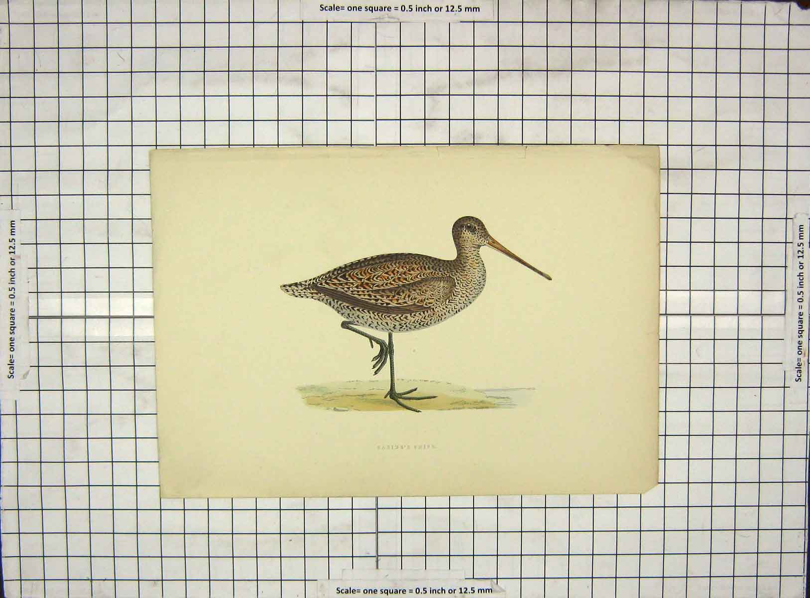 Original Old Antique Print Ref.77 Morris 1903 Hand Coloured Bird Sabine'S Snipe