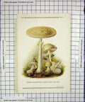 Original Old Antique Print Colour Mushrooms 1913 Fungi Amanita Mappa 20th