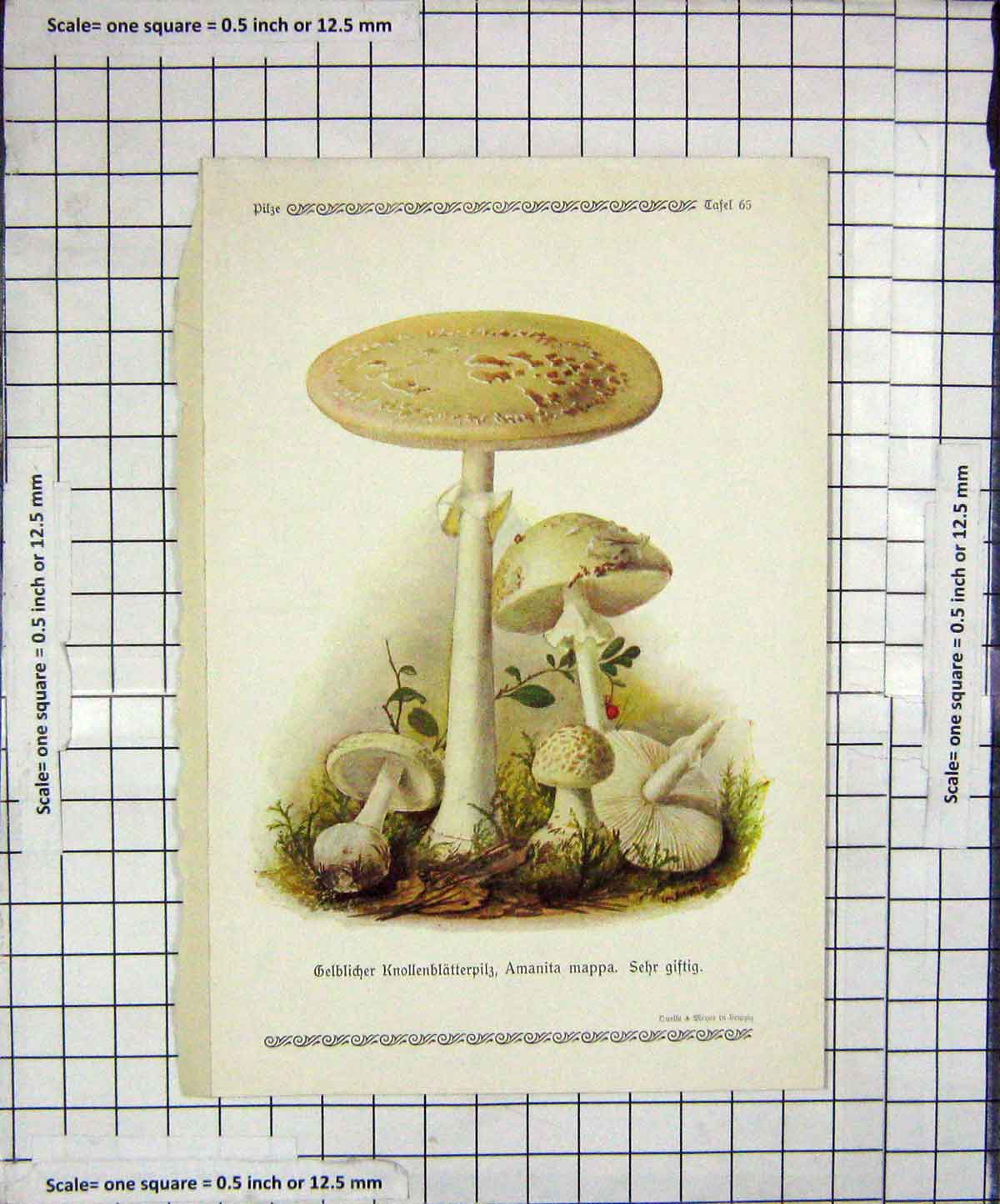 Original Old Antique Print Colour Mushrooms 1913 Fungi Amanita Mappa 20th