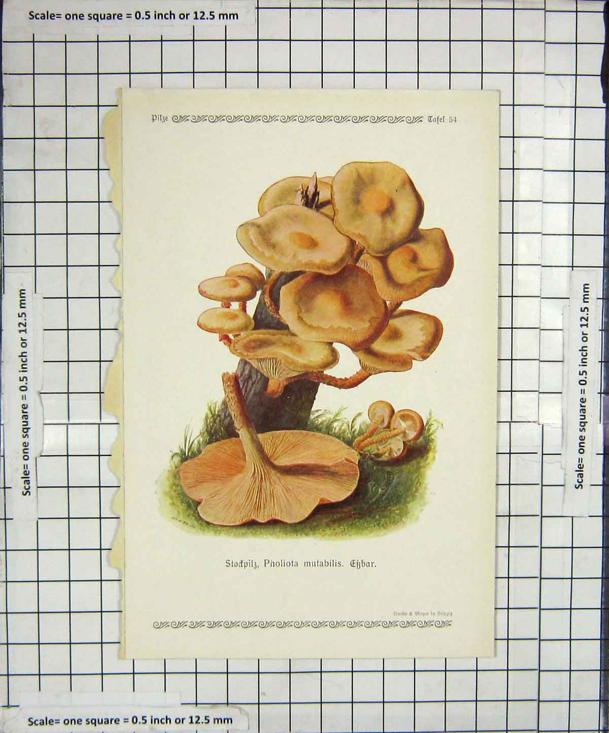Original Old Antique Print Colour Mushrooms 1913 Fungi Pholiota Mutabilis 20th