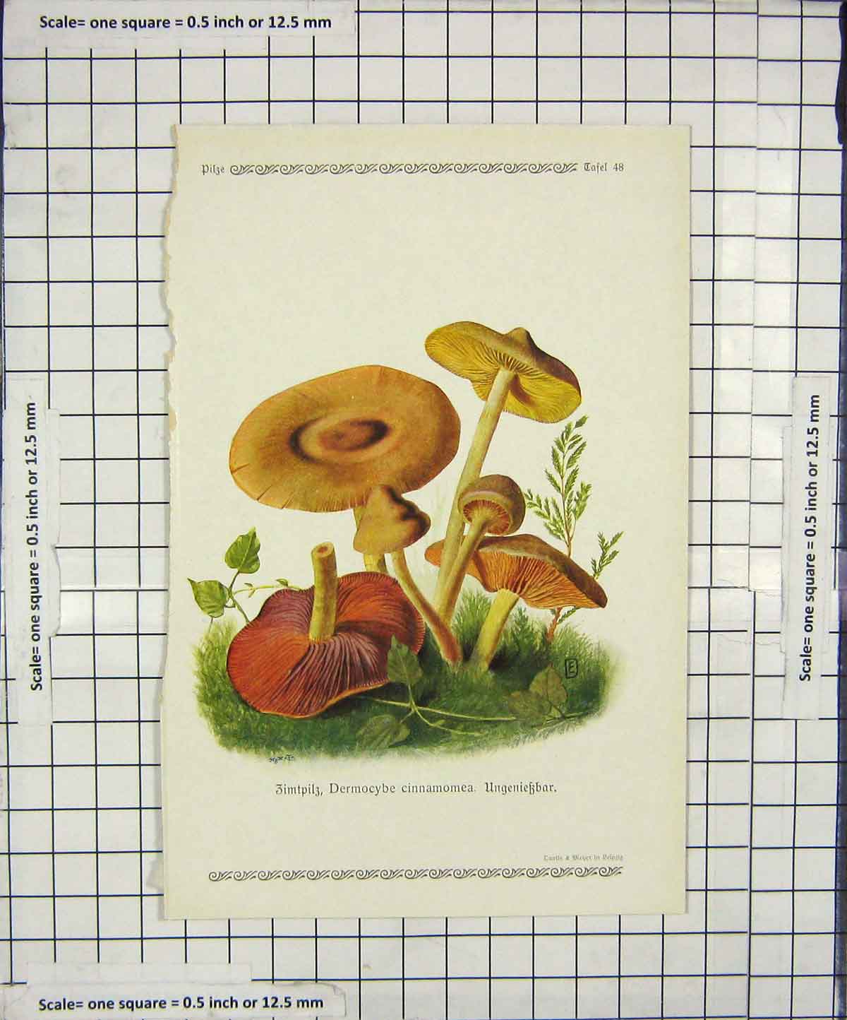 Original Old Antique Print Colour Mushrooms 1913 Fungi Dermocybe Cinnamomea