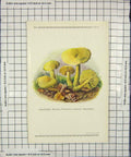 Original Old Antique Print Colour Mushrooms 1913 Fungi Tricholoma Sulfureum