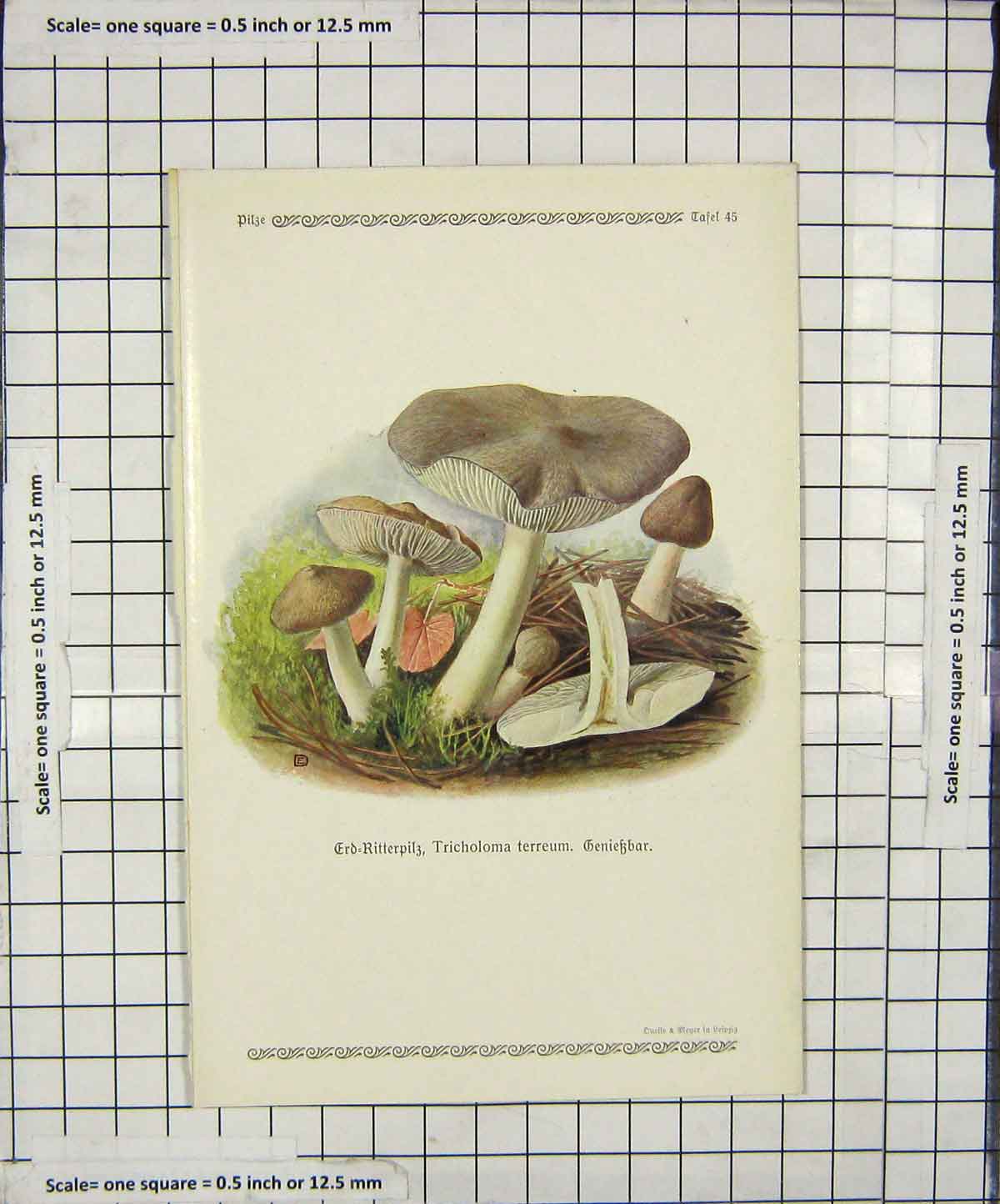 Original Old Antique Print Colour Mushrooms 1913 Fungi Tricholoma Terreum 20th