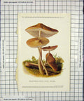 Original Old Antique Print Colour Mushrooms 1913 Fungi Collybia Radicata 20th