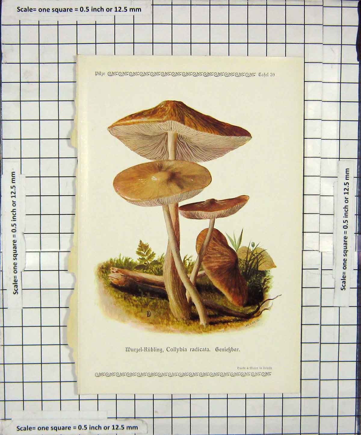 Original Old Antique Print Colour Mushrooms 1913 Fungi Collybia Radicata 20th