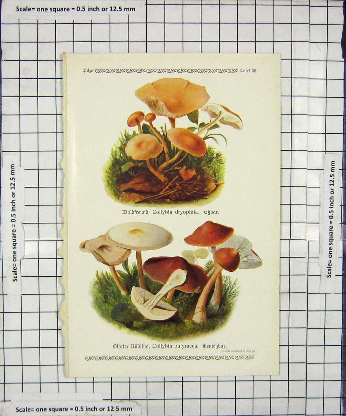 Original Old Antique Print Mushrooms 1913 Fungi Collybia Butyracea Dryophila