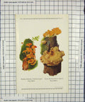 Old Antique Print Mushrooms 1913 Fungi Omphalia Fragilis Panus Stipticus 20th