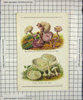 Original Old Antique Print Mushrooms 1913 Fungi Russuliopsis Laccata Clitocybe