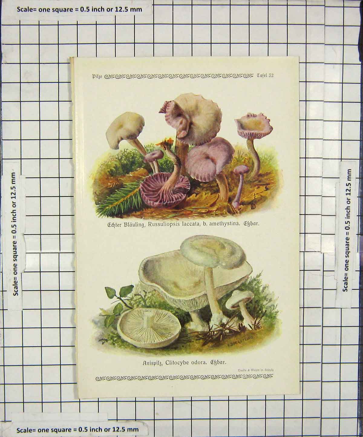 Original Old Antique Print Mushrooms 1913 Fungi Russuliopsis Laccata Clitocybe