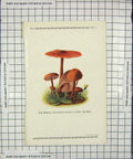 Original Old Antique Print Colour Mushrooms 1913 Fungi Russuliopsis Laccata