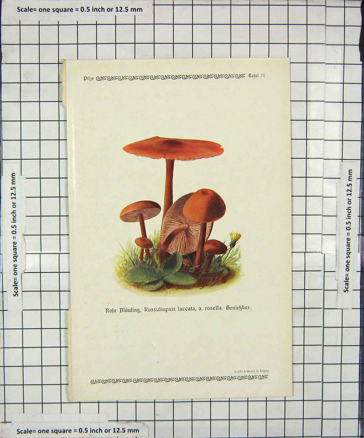 Original Old Antique Print Colour Mushrooms 1913 Fungi Russuliopsis Laccata