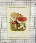 Original Old Antique Print Colour Mushrooms 1913 Fungi Russula Sanguinea 20th