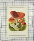 Original Old Antique Print Colour Mushrooms 1913 Fungi Russula Emetica 20th