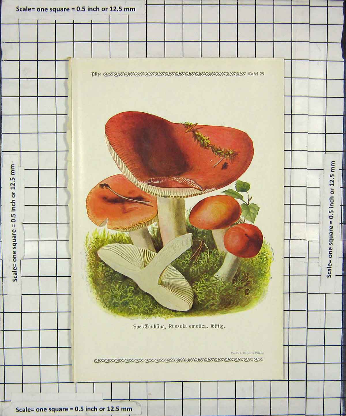 Original Old Antique Print Colour Mushrooms 1913 Fungi Russula Emetica 20th