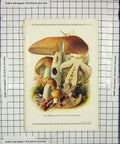 Original Old Antique Print Colour Mushrooms 1913 Fungi Russula Foetens 20th