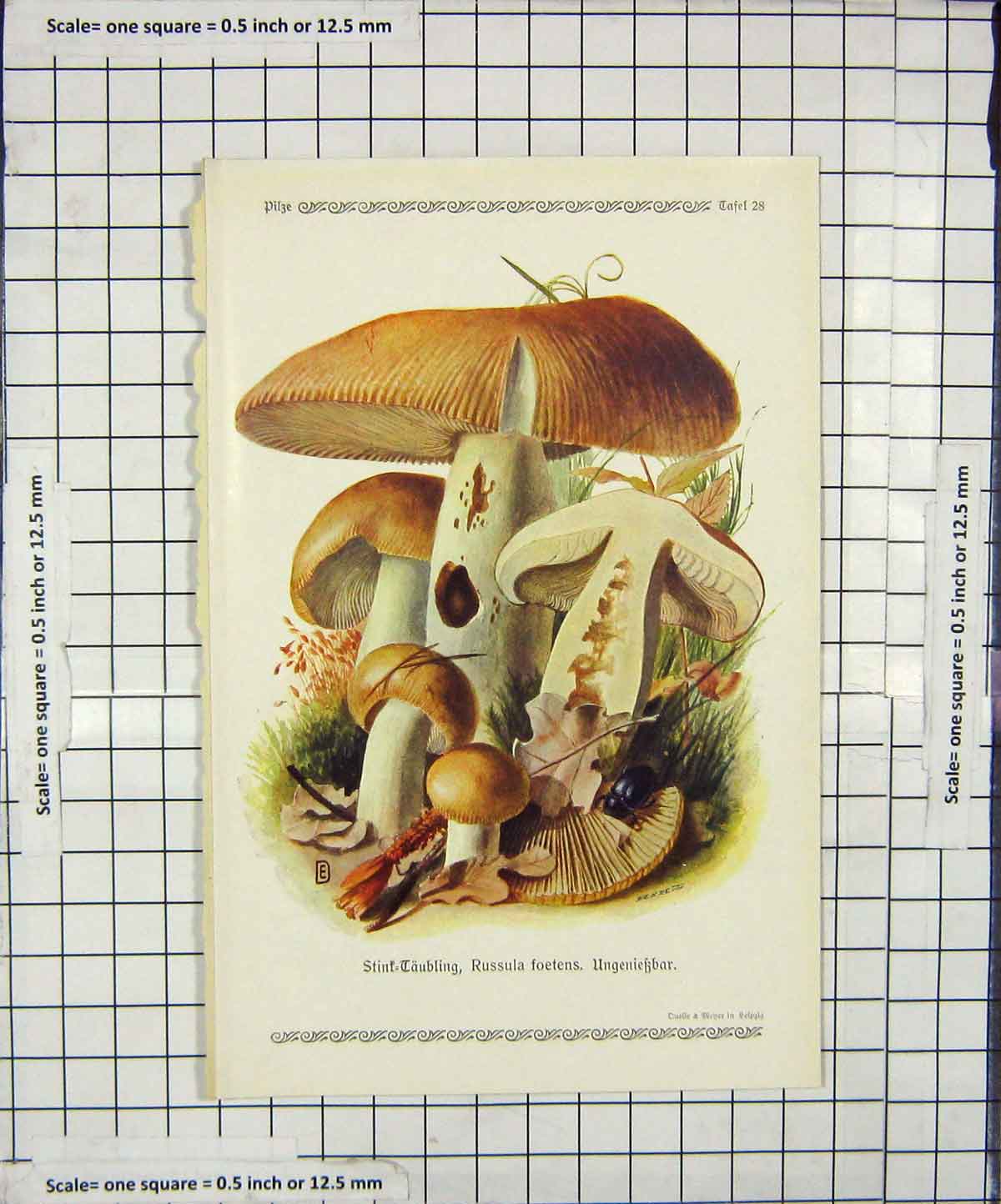 Original Old Antique Print Colour Mushrooms 1913 Fungi Russula Foetens 20th
