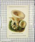 Original Old Antique Print Colour Mushrooms 1913 Fungi Lactaria Piperata 20th