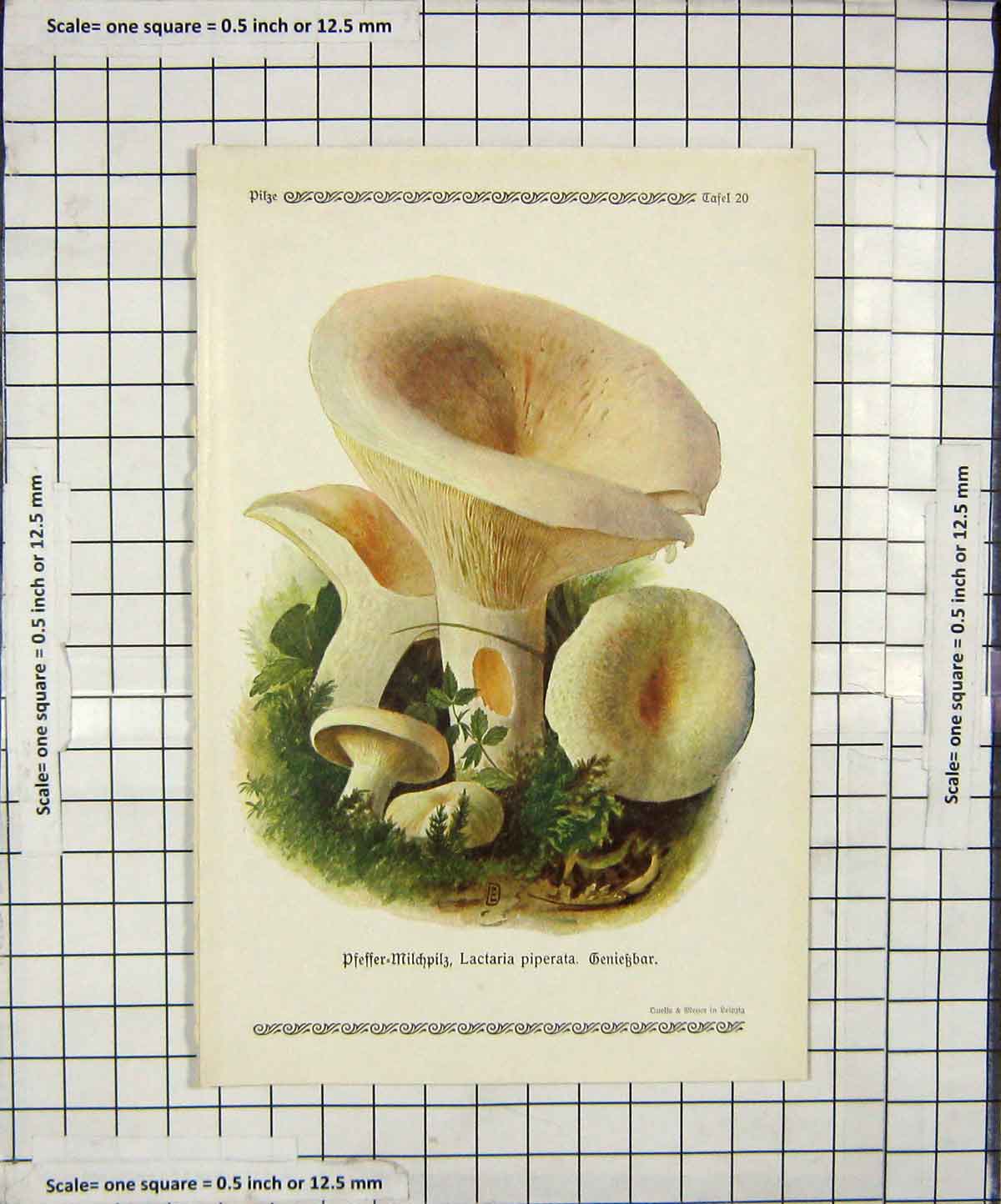 Original Old Antique Print Colour Mushrooms 1913 Fungi Lactaria Piperata 20th