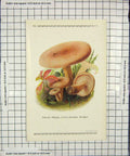 Original Old Antique Print Colour Mushrooms 1913 Fungi Lactaria Glyciosma 20th