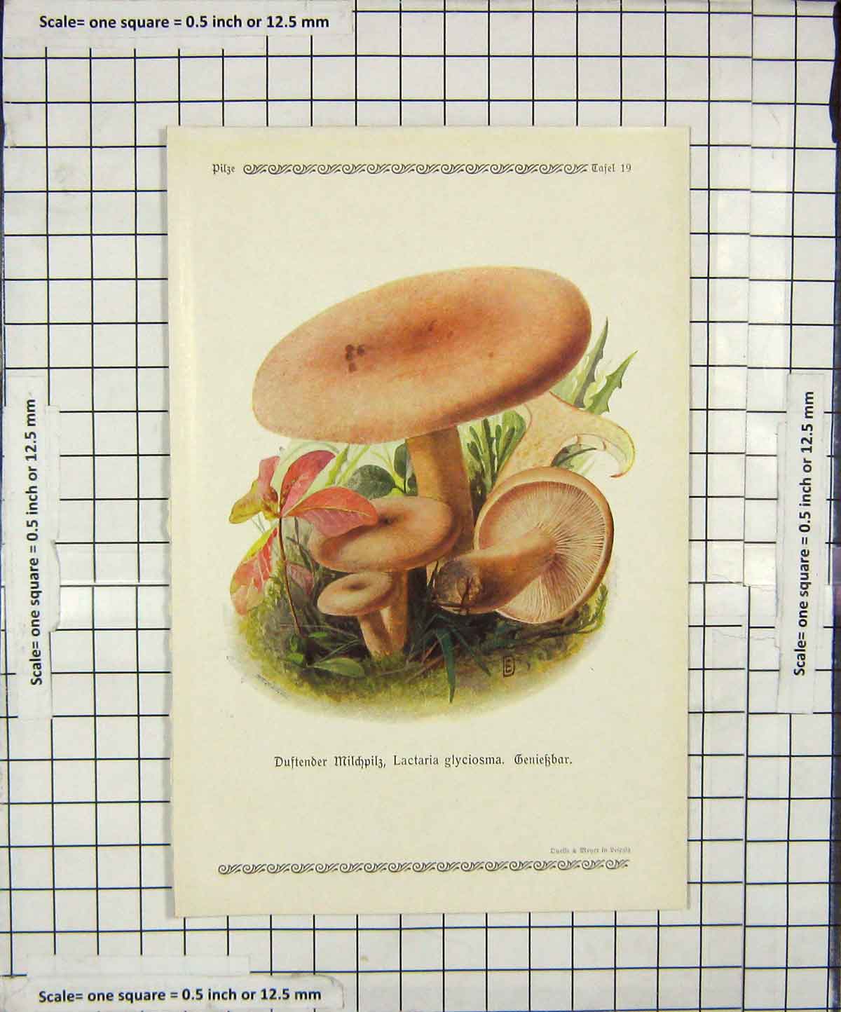 Original Old Antique Print Colour Mushrooms 1913 Fungi Lactaria Glyciosma 20th