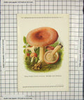 Original Old Antique Print Colour Mushrooms 1913 Fungi Lactaria Torminosa 20th