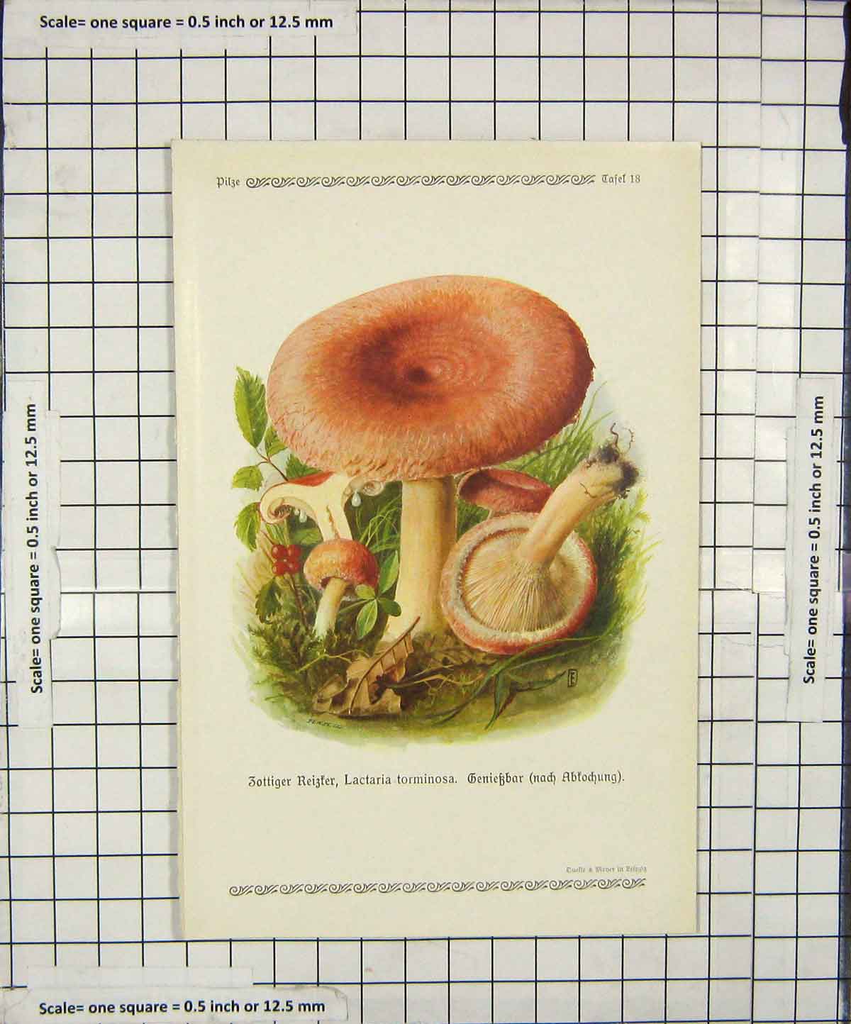 Original Old Antique Print Colour Mushrooms 1913 Fungi Lactaria Torminosa 20th