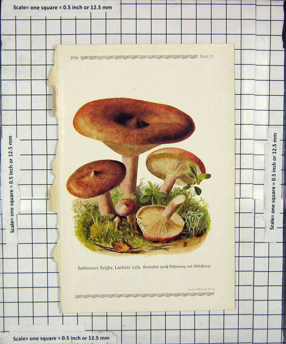 Original Old Antique Print Colour Mushrooms 1913 Fungi Lactaria Rufa 20th