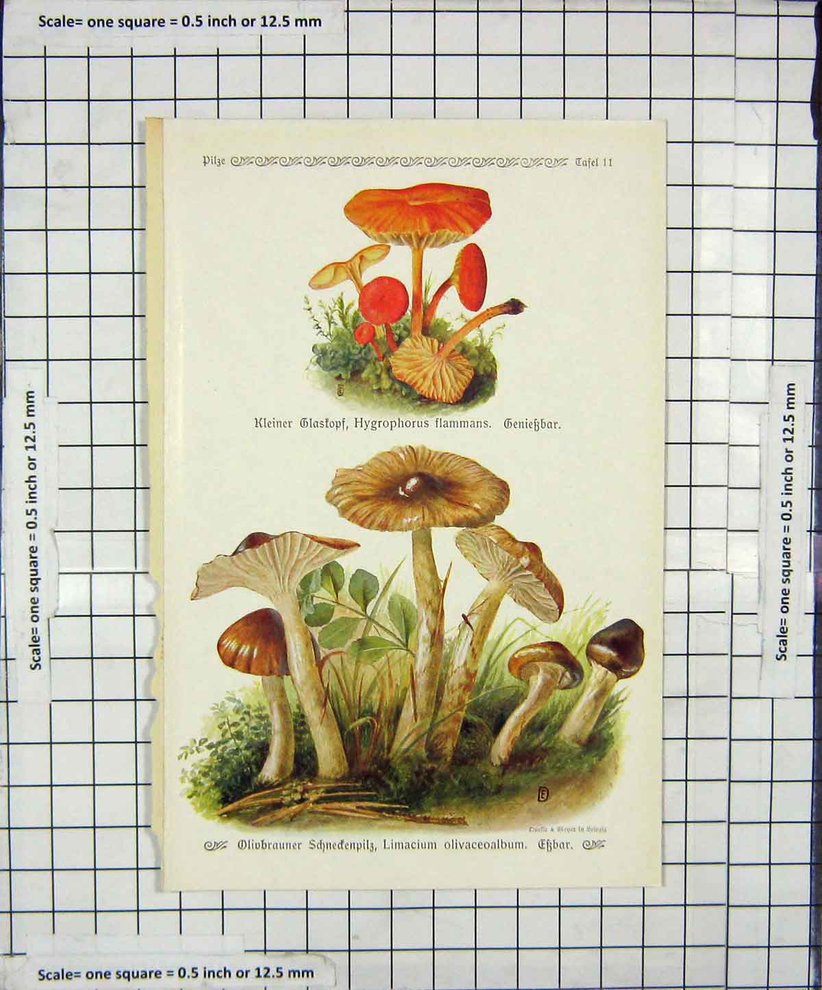 Original Old Antique Print Mushrooms 1913 Fungi Hygrophorus Flammans Limacium
