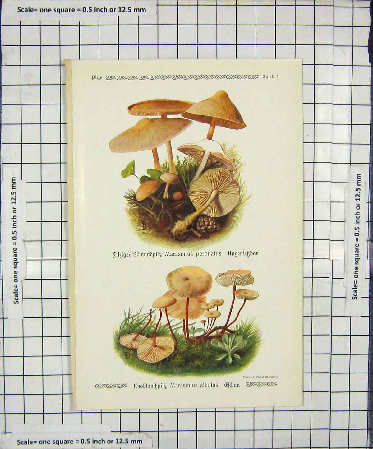 Original Old Antique Print Mushrooms 1913 Fungi Marasmius Peronatus Alliatus