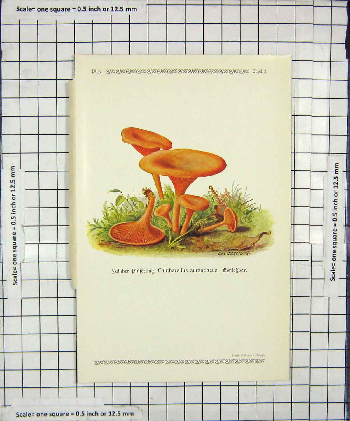 Original Old Antique Print Mushrooms 1913 Fungi Cantharellus Aurantiacus 20th
