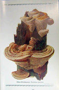 Original Old Antique Print German Fungi Mushrooms Daedalea Quercina Colour