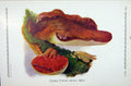 Original Old Antique Print German Fungi Mushrooms Fistulina Hepatica Colour