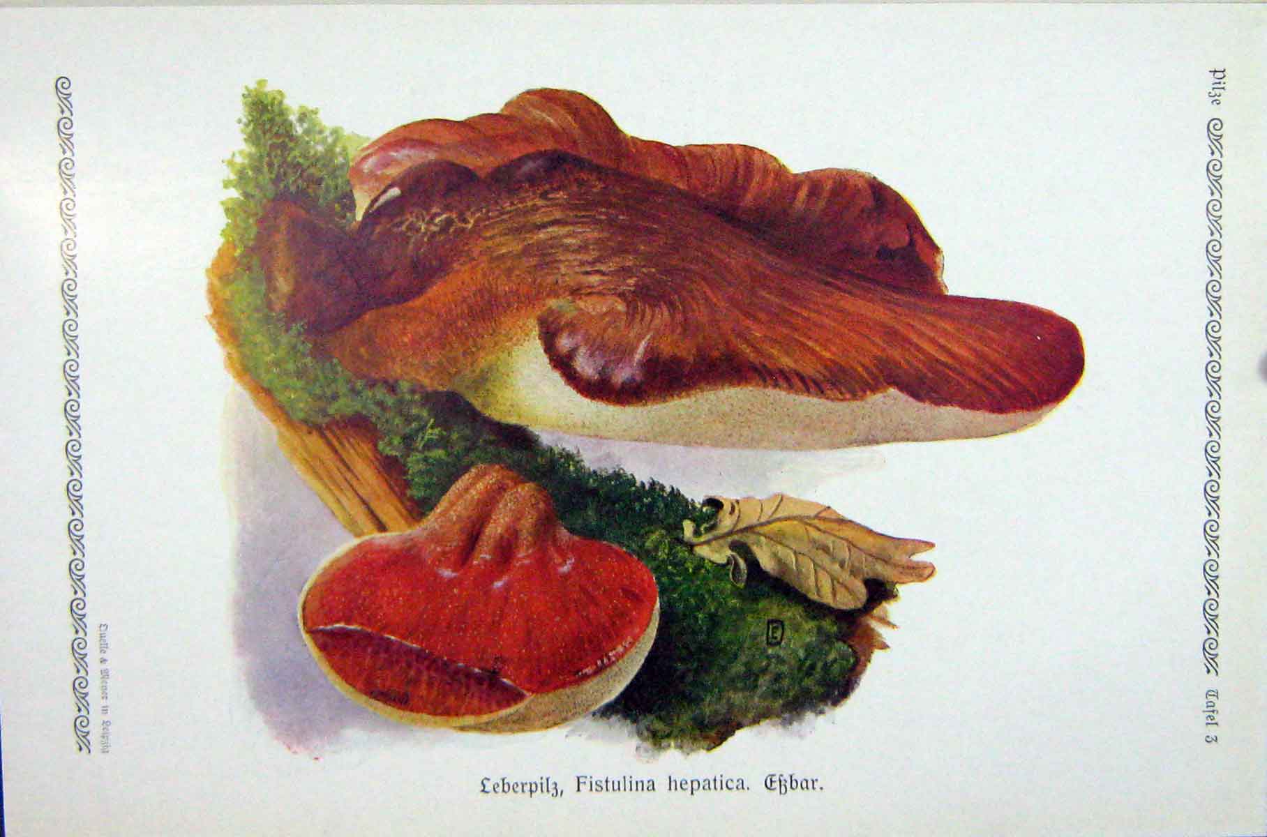 Original Old Antique Print German Fungi Mushrooms Fistulina Hepatica Colour