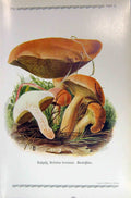 Original Old Antique Print German Fungi Mushrooms Boletus Bovinus Colour